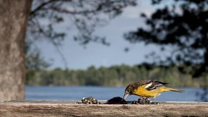 Wall Mural - Baltimore oriole eating grapes by a lakeside perch.