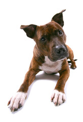 Poster - staffordshire bull terrier 8