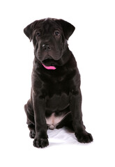 Poster - Shar Pei Puppy 1