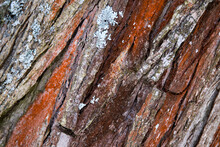 Embossed And Textured Tree Bark With Red And Green Hues