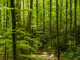 Fototapeta Las - Wald mit Blick zwischen Baumstämmen