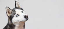Portrait Of A Blue Eyed Beautiful Smiling Siberian Husky Dog Isolated On Gray Background With Copy Space