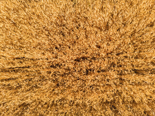 Aerial view of wheat field. Beautiful agricultural texture or background of summer agriculture landscape.