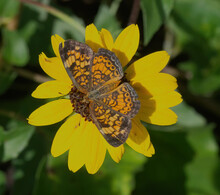 Pearl Crescent Butterfly (Phyciodes Tharos) On Sand Dune Sunflower (Helianthus Debilis)