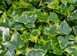 Close-up green ivy Hedera helix Goldchild carpet. Original texture of natural greenery. Background of elegant variegated leaves. Nature concept for design. Selective focus