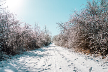 Wall Mural - snow covered road