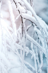 Wall Mural - frozen branches