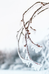 Wall Mural - frozen branches