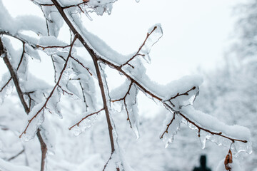 Wall Mural - frozen branches