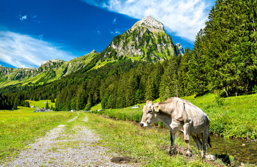 Wall Mural - Cow at Oberseetal in the Swiss Alps