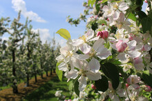Apple Tree Branch With White And Pink Blossoms
