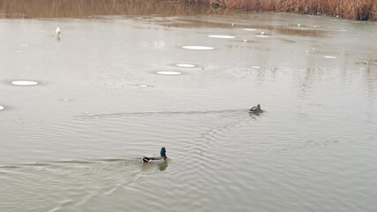 Wall Mural - Wild ducks on a lake swimming and searching for food