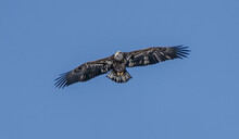 Juvenile Bald Eagle Soaring High Above You In The Blue Skies Of Winter