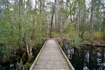 Swampy Bridge