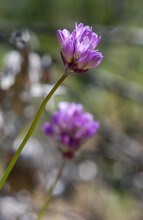 A Close Up Shot Of Two Purple Wildflowers With A Background Of Wilderness That Is Out Of Focus.