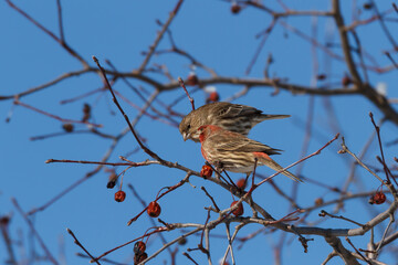 Male and female house finch feeding on crab apples on a clear winter day. 