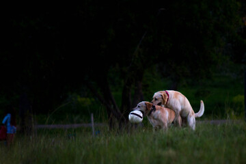 perro animal mascota cachorro canino verde diversion