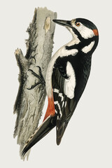 Wall Mural - Great spotted woodpecker vector bird hand drawn