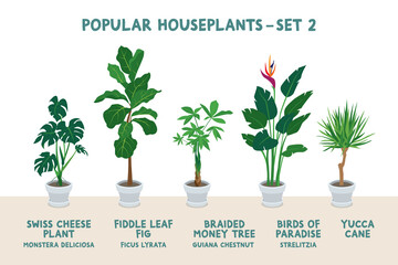 Set of Popular Indoor Houseplants in White Pots - Set 2