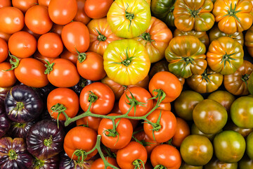 Top view assortment of tomatoes of many kinds, healthy food, studio photo.