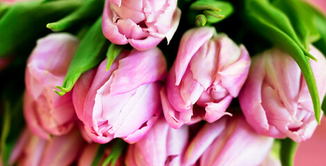  Banner. Close up of A bunch of pink tulips. Wome's day, 8 march, birthday card.