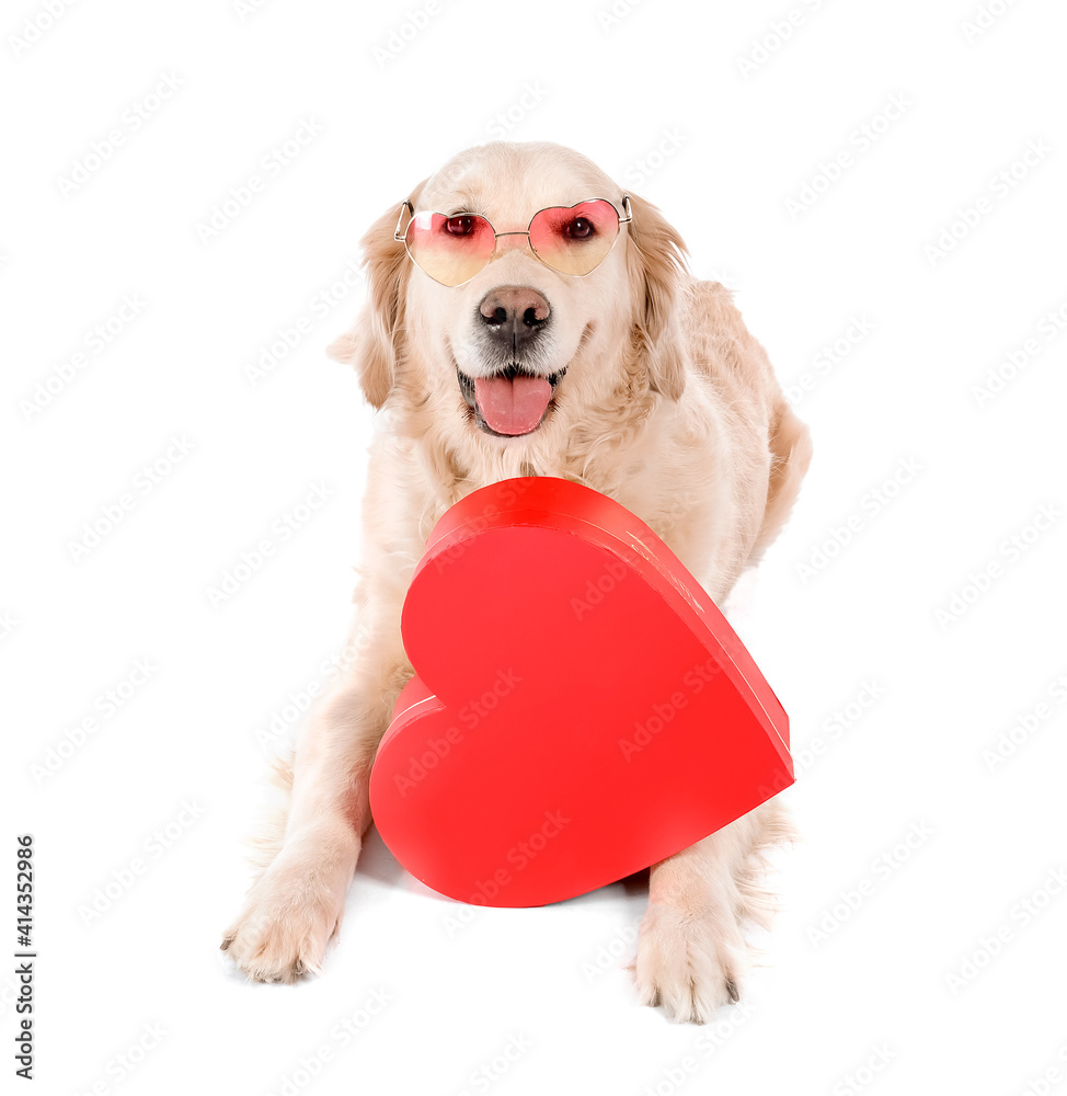 Cute dog with gift box on white background. Valentine's Day celebration