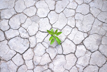 Small Green Plant  Growing On Cracked Soil Texture Nature Drought Season Background