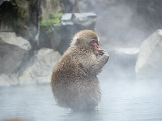 Wall Mural - Closeup shot of a Japanese macaque in a hot spring