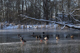 Fototapeta Na sufit - Ducks on ice, frozen lake on a sunny winter day at the park