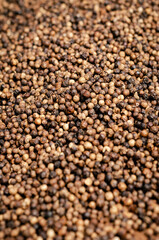 Wall Mural - close-up of kampot pepper peppercorns drying in cambodia