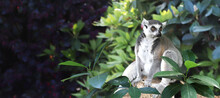 Horizontal Banner With Ringtailed Lemur On A Branch In A Rainforest