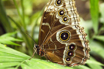 Blue morpho butterfly with closed wings