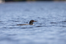 Common Loon On The Lake. Natural Scene From Turtle Flambeau Flowage.