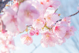 Fototapeta Kwiaty - 桜　桜の花