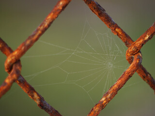 Rusty fence with spider net