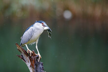 Black-crowned Night Heron (Nycticorax Nycticorax) On A Branch Eating A Big Fish