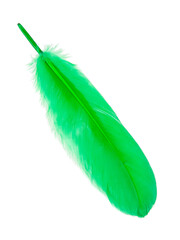 Green decorative bird feather isolated on the white background