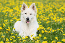 White Swiss Shepherd Dog Lies In The Flower Meadow Weisser Schweizer Schäferhund