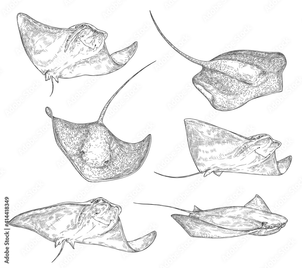 Stingray fish sketch icons, sting ray or manta underwater ocean creature. Vector isolated stingray species black and white engraving, oceanarium and marine wildlife symbol - obrazy, fototapety, plakaty 