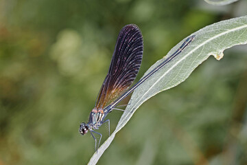 Wall Mural - damselfly Calopteryx haemorrhoidalis, adult male