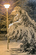 winter spruce under the lantern