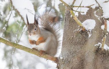 Wall Mural - squirrel on a tree branch. forest