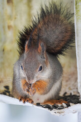 Wall Mural - squirrel on a tree branch. forest