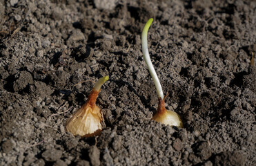 Onions are planted by hand in the ground