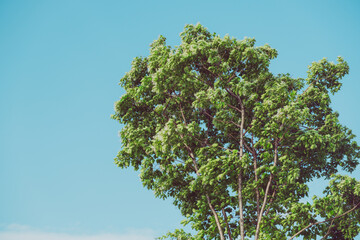 summer sky and trees