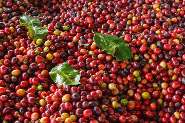 Close up of fresh red raw coffee beans and .Coffee leaves