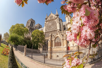 Fototapete - Paris, Notre Dame cathedral with spring trees in France