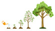 © designer_things - Stages growth of tree from seed. Watering the plants. Collection of trees from small to large. Green tree with leaf growth diagram. Business cycle development