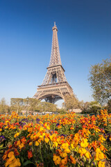 Fototapete - Eiffel Tower with spring flowers in Paris, France