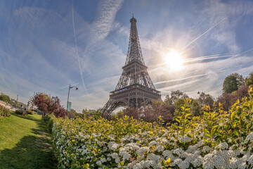 Poster - Eiffel Tower with spring trees against sunrise in Paris, France